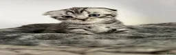British Shorthair cats for sale: Pure breed Scottish Fold &Straight grey tabby  in Chatham - Advert 40