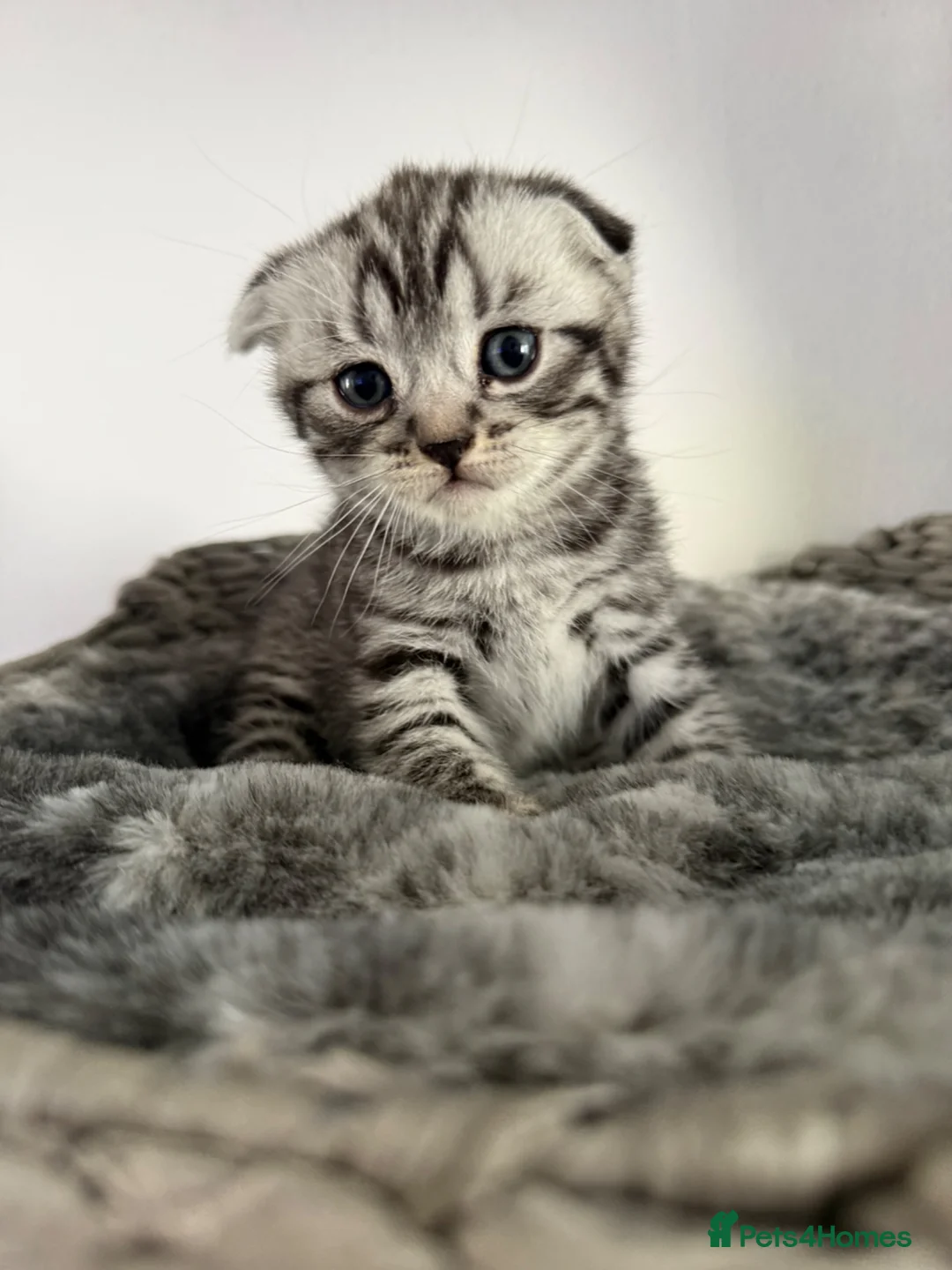 British Shorthair cats for sale: Pure breed Scottish Fold &Straight grey tabby  in Chatham - Advert 40