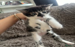 Bengal cats for sale: RUSSIAN BLUE BENGLES - Image 13