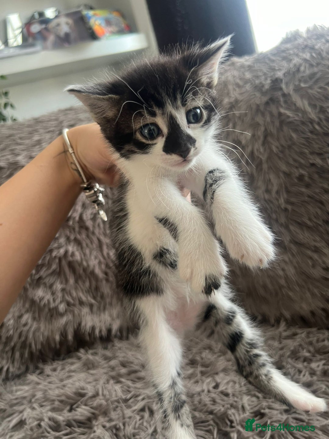 Bengal cats for sale: RUSSIAN BLUE BENGLES - Image 13