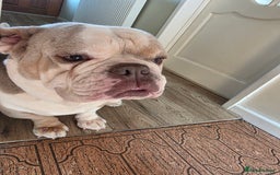 Olde English Bulldogge dogs for sale: Tyson rehoming  - Image 2