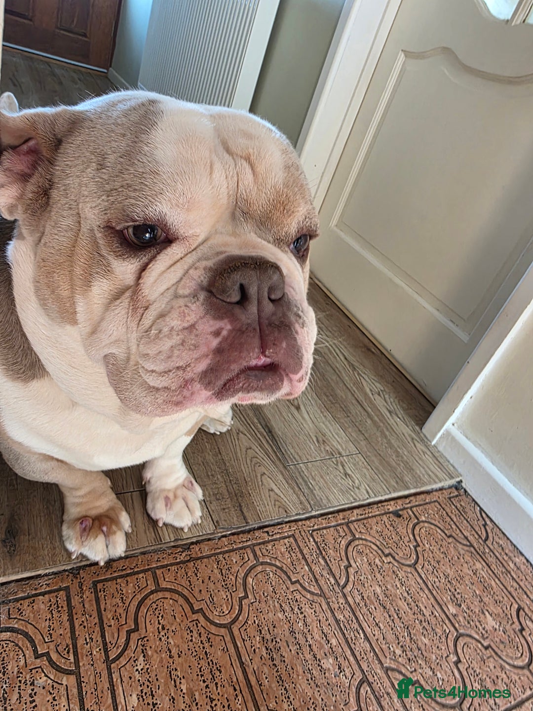 Olde English Bulldogge dogs for sale: Tyson rehoming  - Image 2