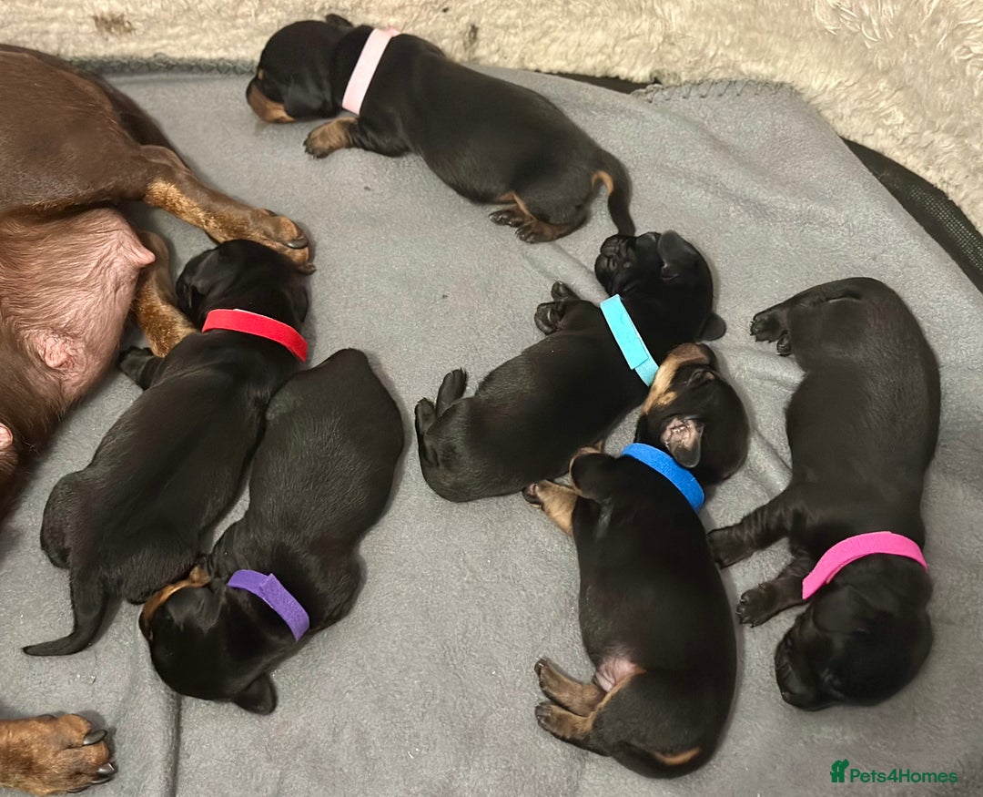 Miniature Dachshund dogs for sale: 🐾 Smooth Haired Dachshund Puppies 🐾 - Image 2