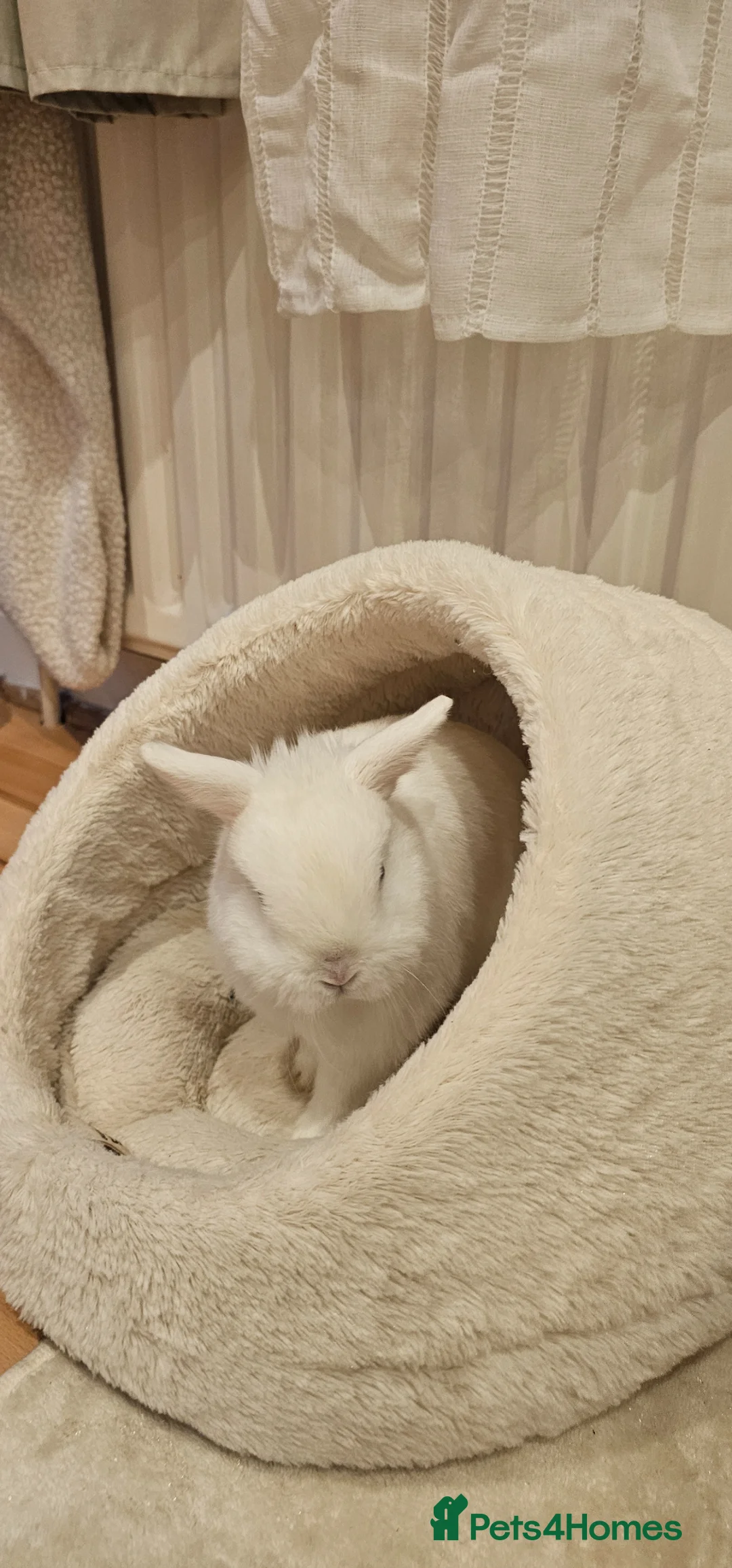 Netherland Dwarf rabbits for sale: Netherland dwarf rabbit  in Gravesend - Advert 3