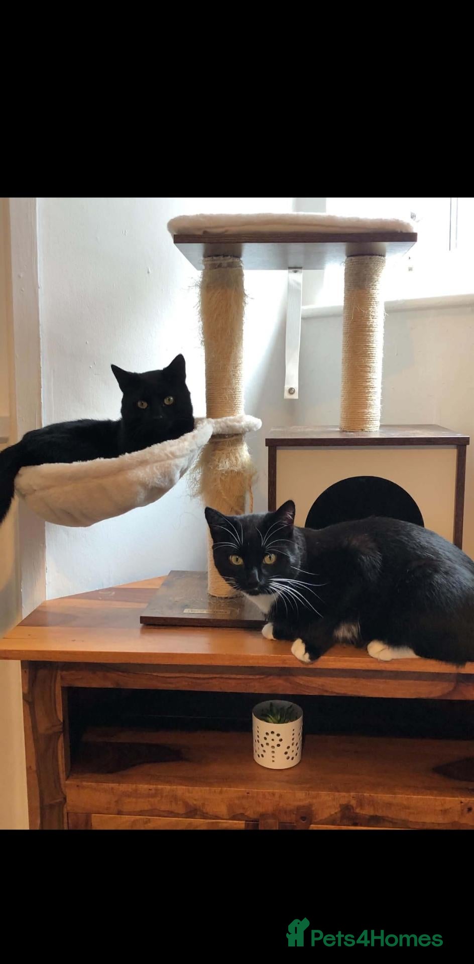 Mixed Breed cats for sale: Brothers  - Advert 2