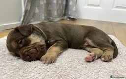 American Bull Staffy dogs for sale: Staffy Bull Puppies - Image 15
