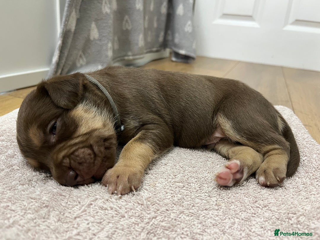 American Bull Staffy dogs for sale: Staffy Bull Puppies - Image 15