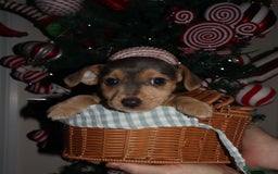 Jack Russell dogs for sale: Three stunning pups available  - Advert 3