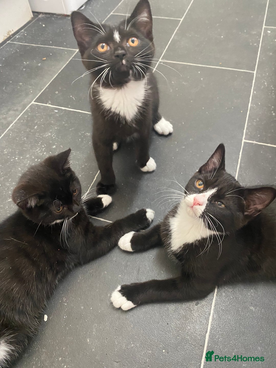 Mixed Breed cats for sale: ✨ Last 3 Adorable Mixed British Shorthair ✨ - Image 7