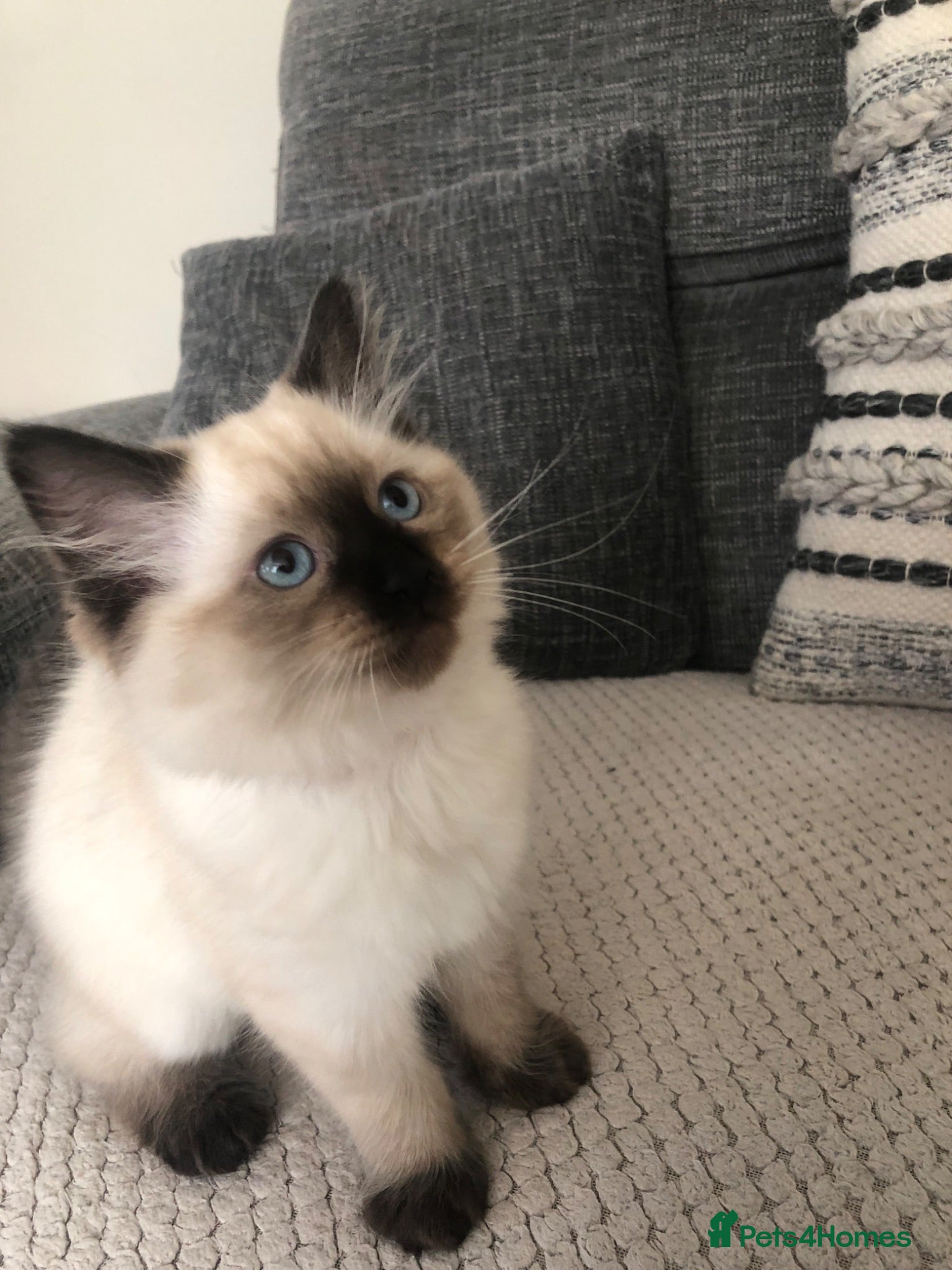 Ragdoll cats Beautiful ragdoll kitties  - Advert 1