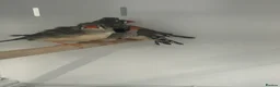Mixed Breed birds for sale: Various Stunning Birds Available  - Advert 20