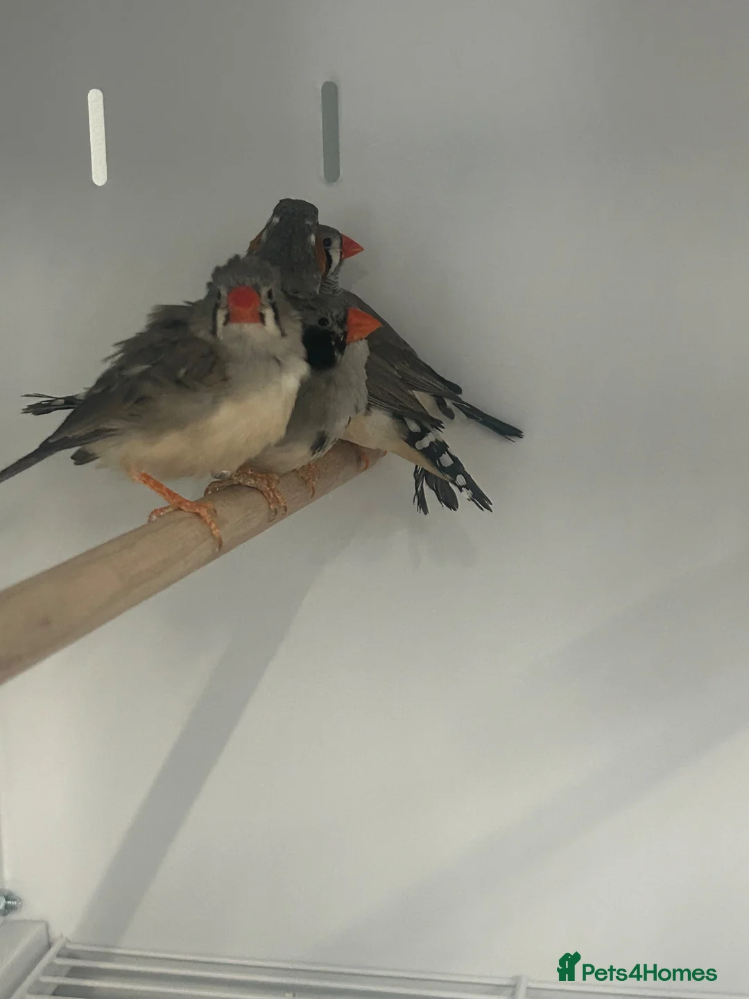 Mixed Breed birds for sale: Various Stunning Birds Available  - Advert 20