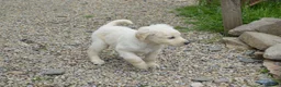 Labradoodle dogs for sale: Lovely Labradoodle Puppies - Advert 9