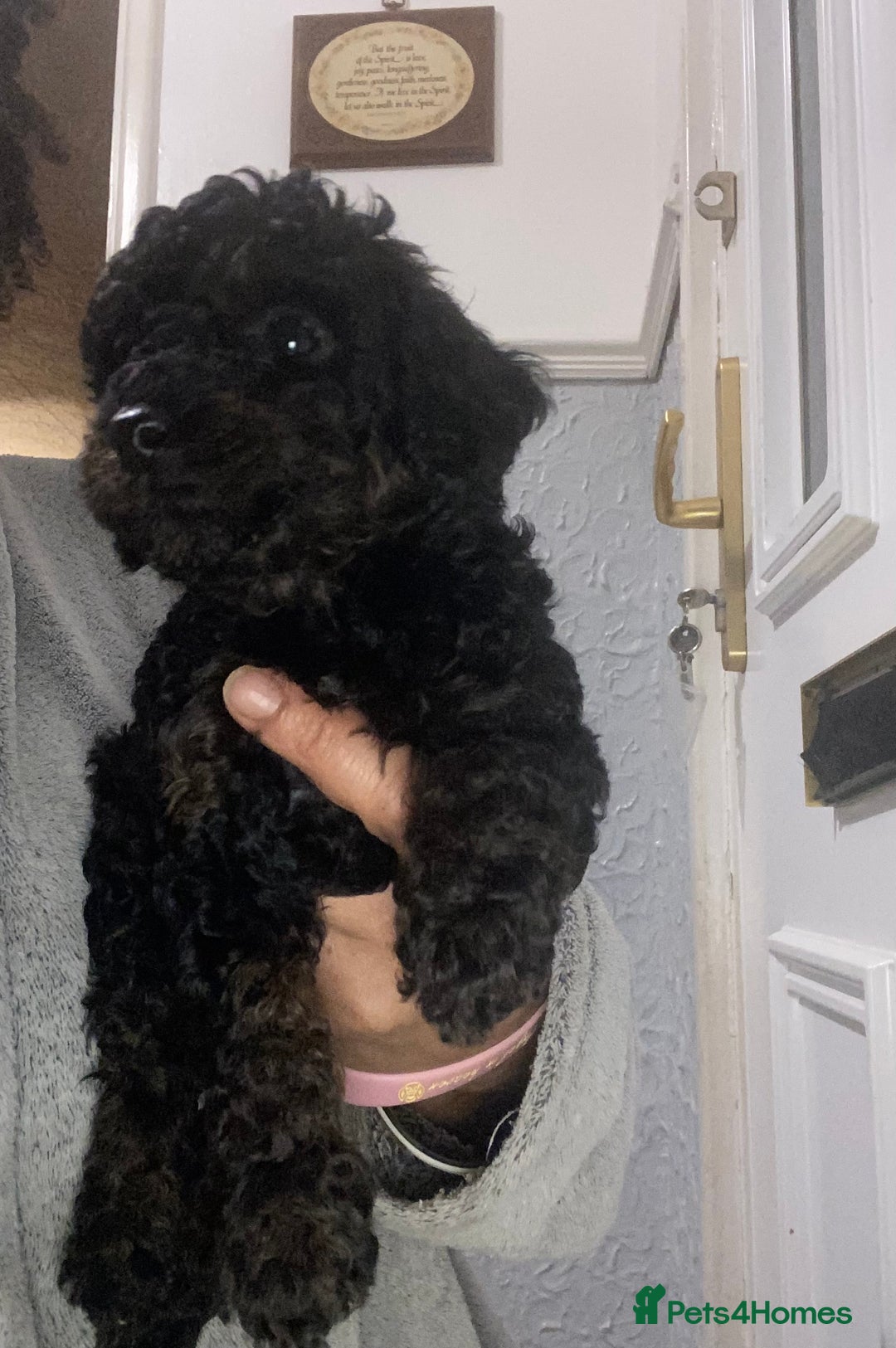 Miniature Poodle dogs for sale: Beautiful Miniature/Toy poodles  - Advert 12