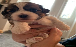 Malshi dogs for sale: Malshi puppies - Image 6
