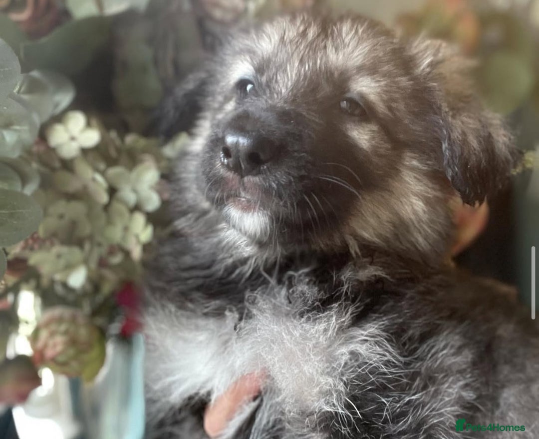 German Shepherd dogs for sale: KC fully health tested parents straight backed  - Advert 8