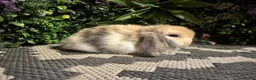 Mini Lop rabbits for sale: Superb pure bred mini lops available  - Advert 14