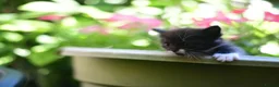 Munchkin cats for sale: Cute Tuxedo Kitten is looking 4 good home - Advert 7