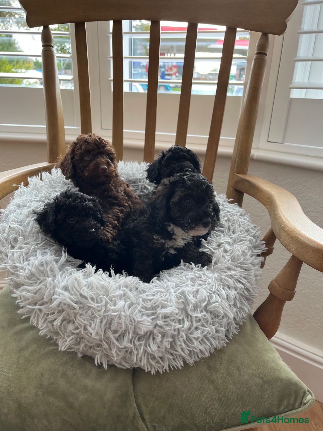 Toy Poodle dogs for sale: Toy Poodle Puppies  - Image 3