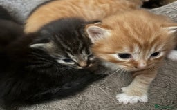 Mixed Breed cats for sale: 3 male fluffy kittens for sale - Image 15
