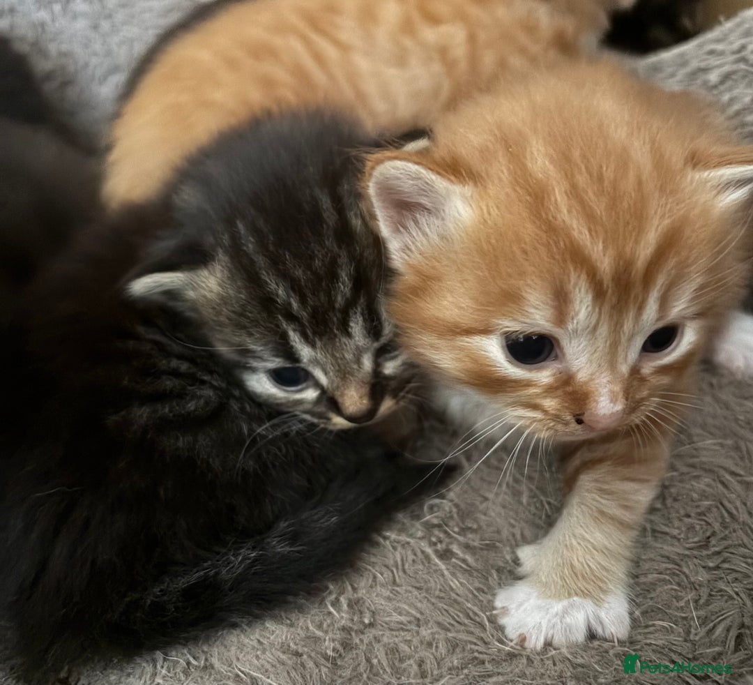 Mixed Breed cats for sale: 3 male fluffy kittens for sale - Image 15