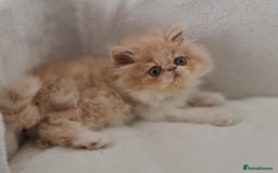 Persian cats for sale: Persian Kittens Looking For New Home - Image 23