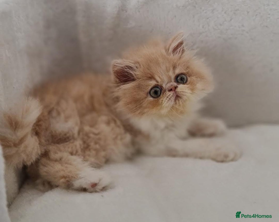 Persian cats for sale: Persian Kittens Looking For New Home - Image 23