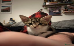 Mixed Breed cats for sale: Kittens ready to go! - Advert 16