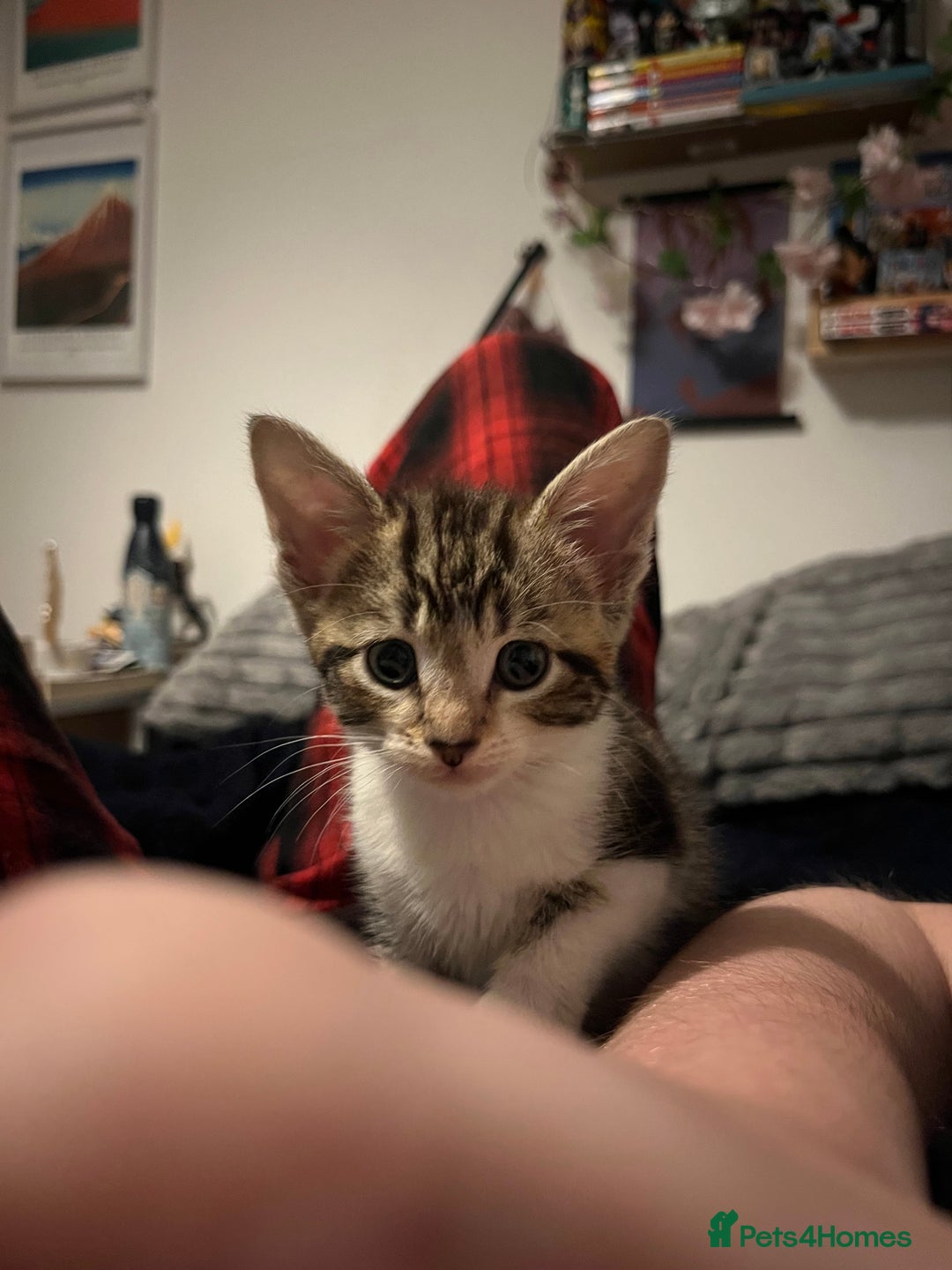 Mixed Breed cats for sale: Kittens ready to go! - Advert 16