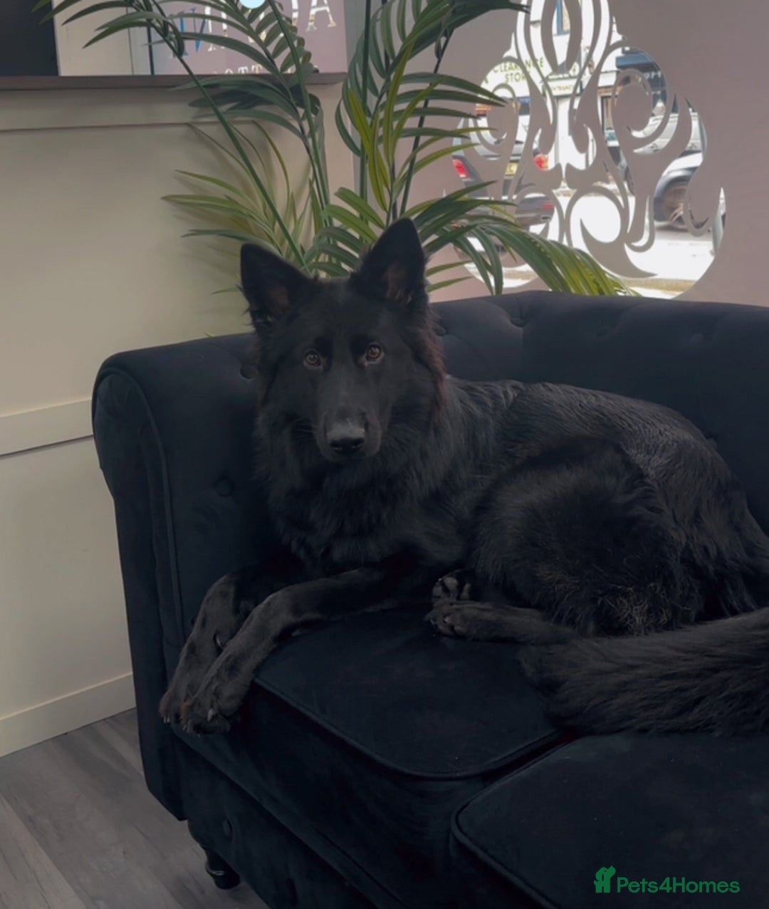 German Shepherd dogs for sale: Long haired gsd NALA - Advert 1