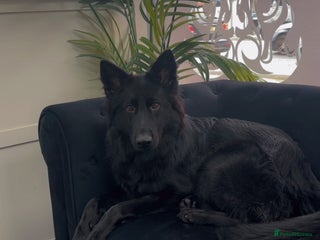 German Shepherd dogs Long haired gsd NALA - Advert 1