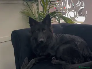 German Shepherd dogs Long haired gsd NALA - Advert 1