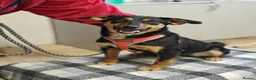 Mixed Breed dogs for adoption: ❤️🐶 PENNY – SHE WON’T LET YOU JUST PASS BY in Burton-on-Trent - Advert 15