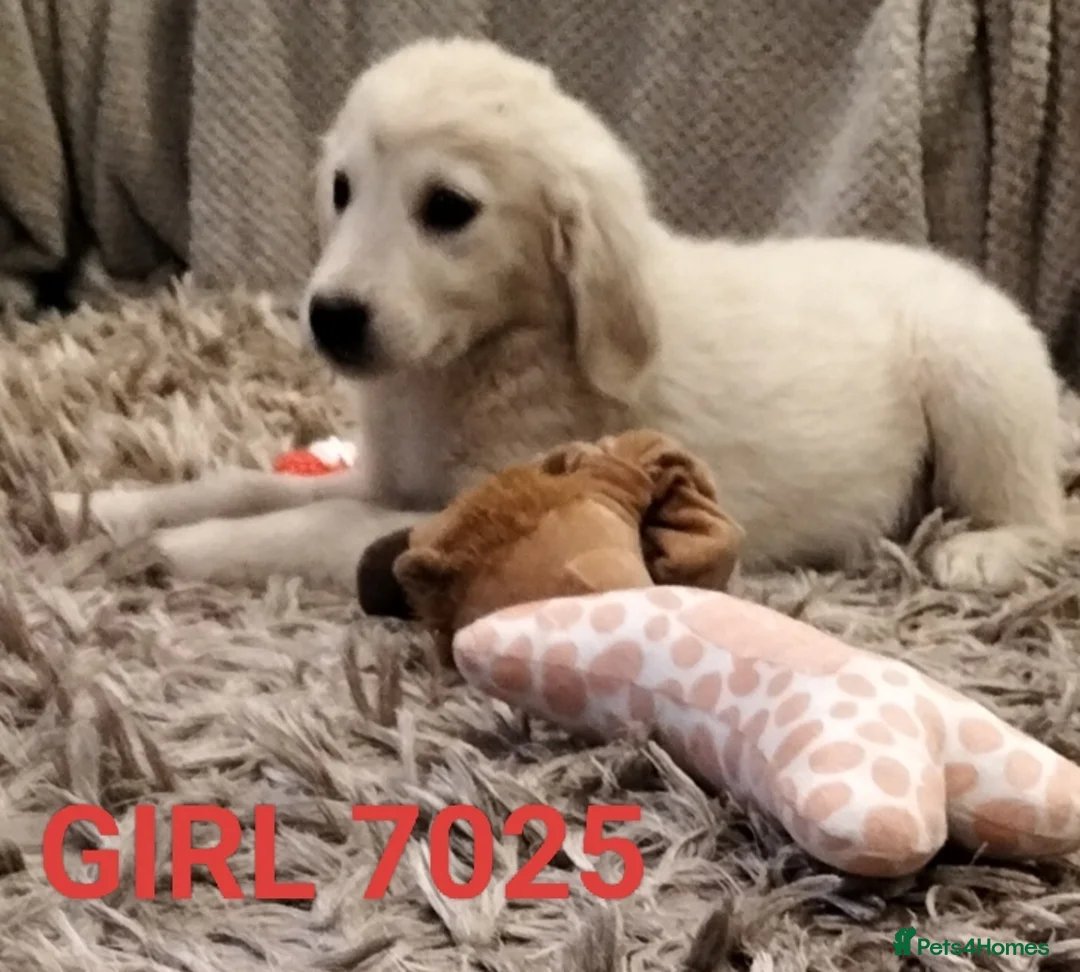 Golden Retriever dogs for sale: GOLDEN RETRIEVER PUPS - Advert 26