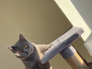British Shorthair cats - Advert 23