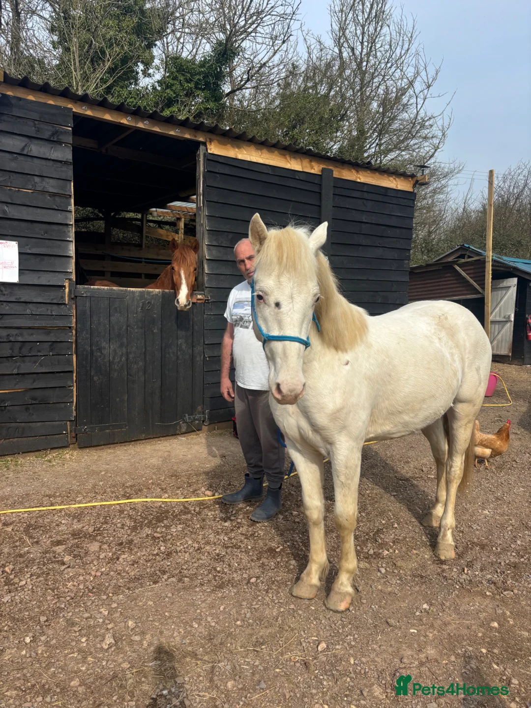 Appaloosa horses for sale: 2 Year old Gelding for sale - Advert 2