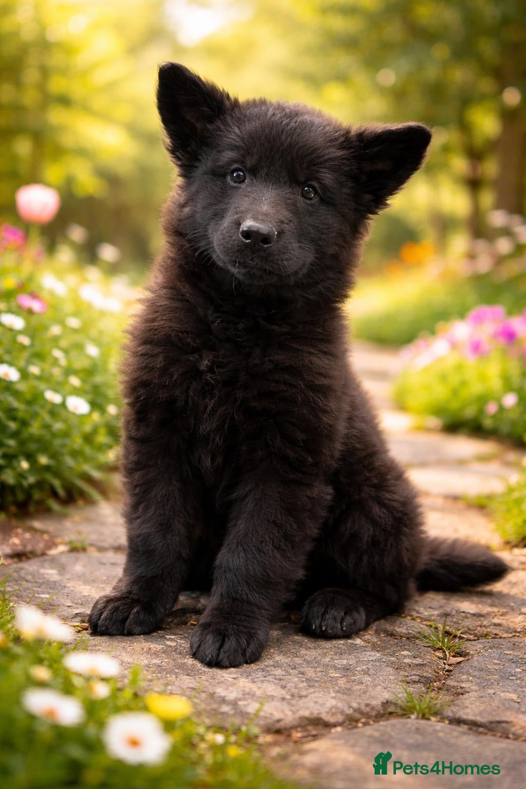 German Shepherd dogs Ready now 1 male solid black KC gsd  - Advert 7