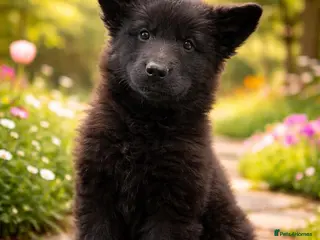 German Shepherd dogs Ready now 1 male solid black KC gsd - Advert 7