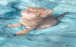 British Shorthair cats for sale: Gorgeous pure breed colour point and golden kitten - Image 21