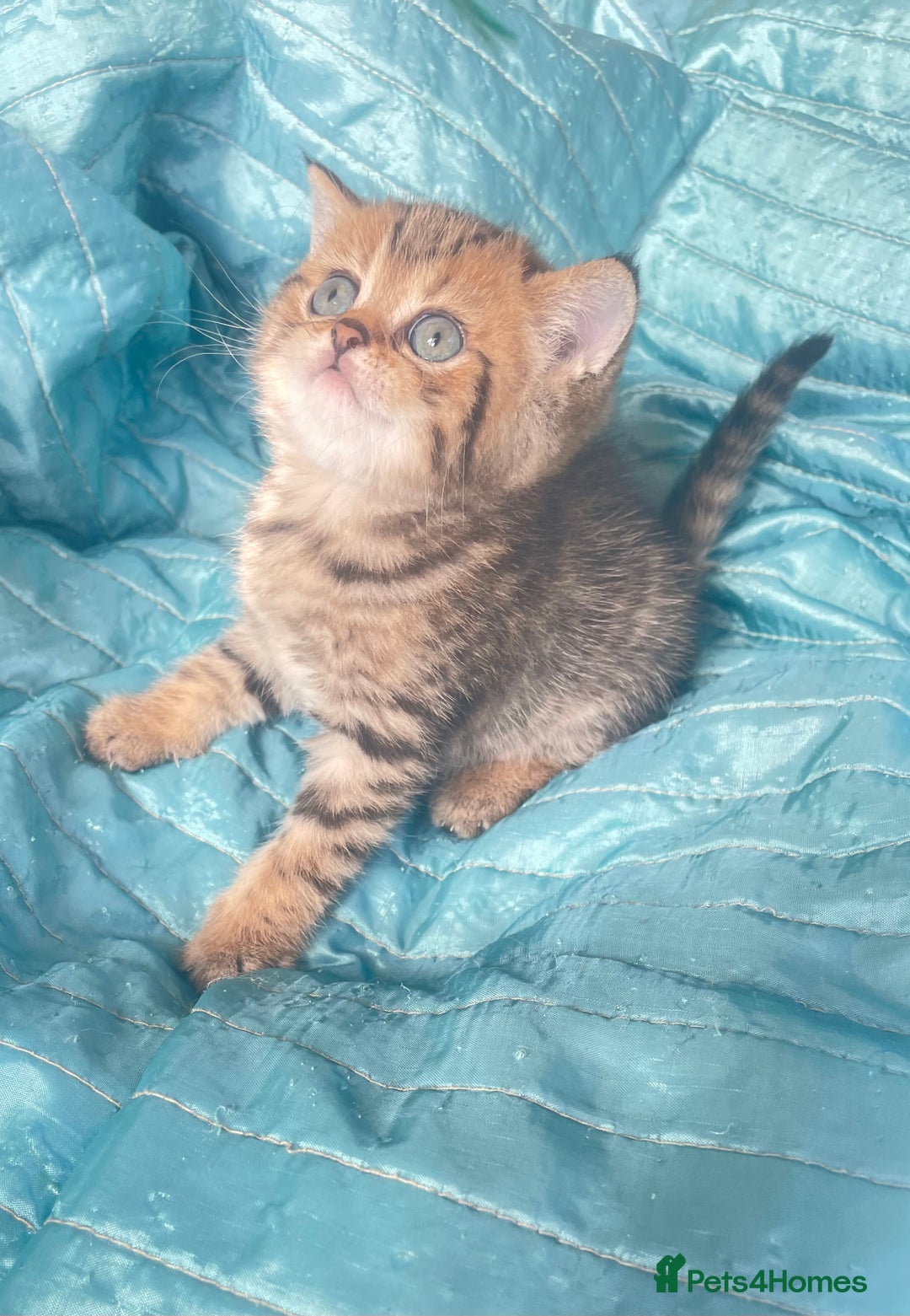 British Shorthair cats for sale: Gorgeous pure breed colour point and golden kitten - Image 21