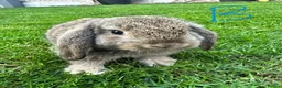 Mini Lop rabbits for sale: Mini Lop Rabbits For Sale  - Advert 25