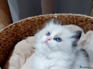 Ragdoll cats Beautiful Ragdoll kittens raised with ❤️ - Advert 12