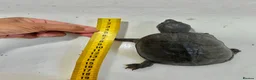 Turtle reptiles for sale: Musk turtles with full set - Advert 3