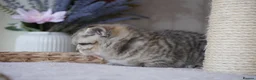 Munchkin cats for sale: 🫐Beautiful Scottish Kilt Boy – Rare Bloodlines🫐 - Advert 2