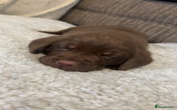Labrador Retriever dogs for sale: Labrador puppies  - Image 32