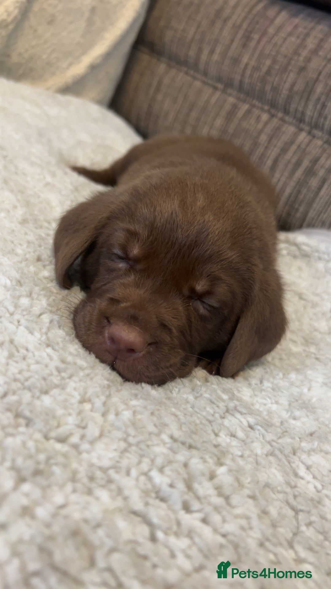 Labrador Retriever dogs for sale: Labrador puppies  - Image 32