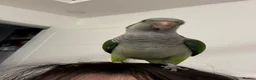 Parrots birds for sale: 🦜 Beautiful pair Quaker Looking for a Loving Home - Advert 9