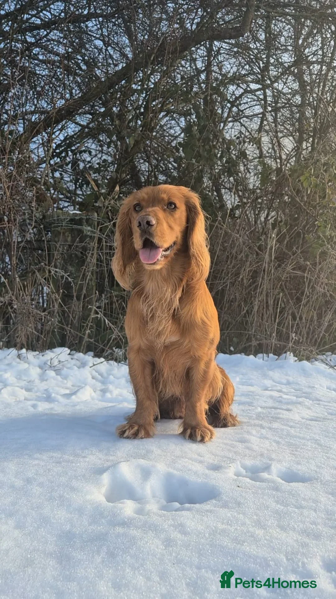 Cocker Spaniel dogs for sale: Working Cocker Spaniel Puppies - Advert 8