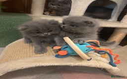 British Longhair cats for sale: British Long/Short Hair Adorable Kittens - Advert 21