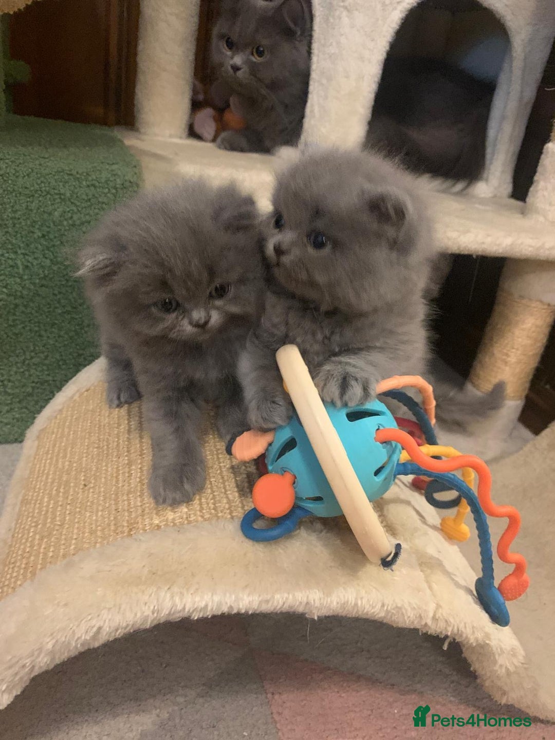 British Longhair cats for sale: British Long/Short Hair Adorable Kittens - Advert 21